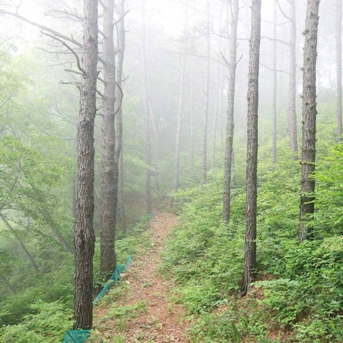 A foggy trail in the morning