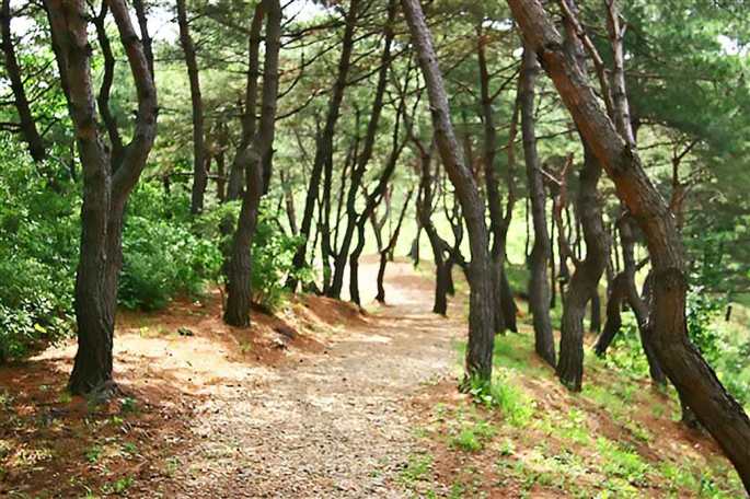A hiking trail in Wolmyeongdong
