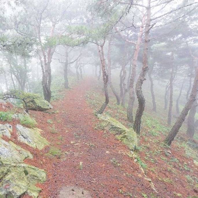 Tiger hiking trail in Wolmyeongdong on a foggy day